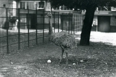 Ein kleinerer oder Darwins Nandu steht in seinem Nest mit zwei Eiern, Londoner Zoo, Mai 1914